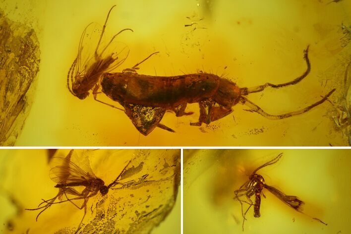 Fossil Springtail (Collembola) & Five Flies (Diptera) In Baltic Amber #142255